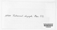 Tubercularia dryophila image